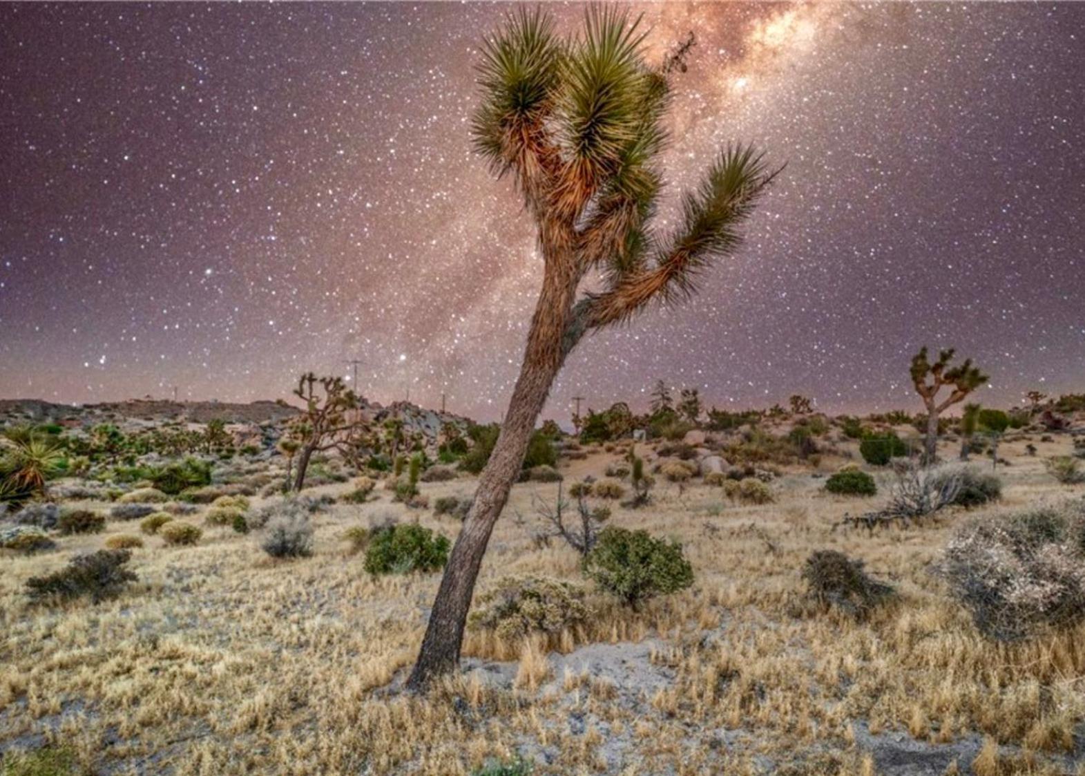 Twin Palms Desert Getaway - Jacuzzi, Fire Pit, Meditation Room & More جوشوا تري المظهر الخارجي الصورة